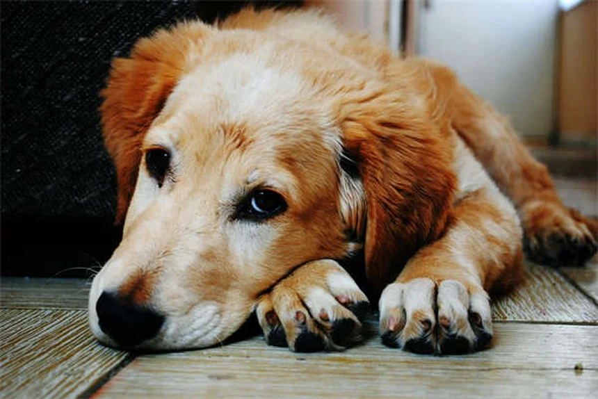 犬のいじめ行動を見極めて正しく直す方法