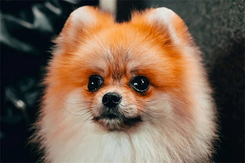 ペットと赤ちゃんの誤解5選、安全な共存のコツ