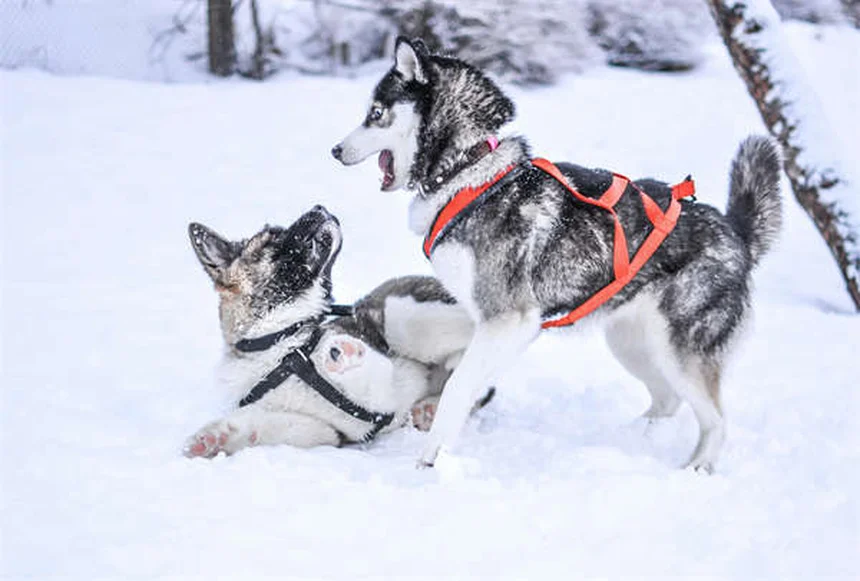 ペットに危険なゴミ箱の中身5選！愛犬・愛猫を守る対策法