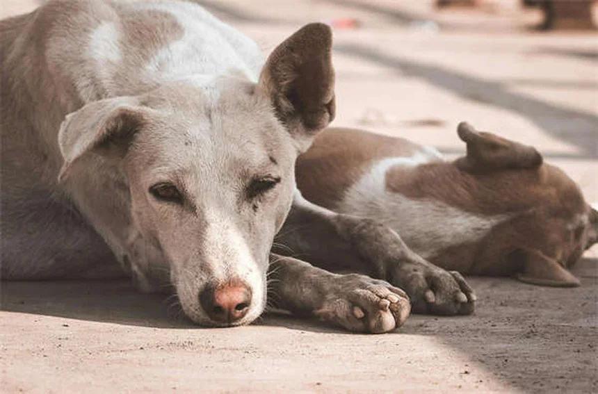 新生子犬の12の驚きの事実：知っておきたい飼い主の常識