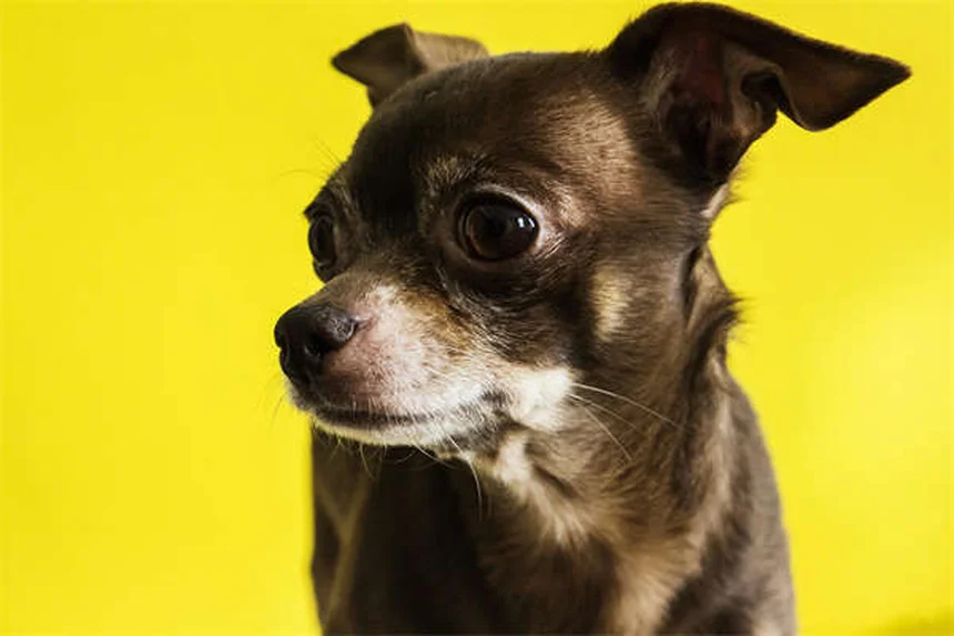 犬の血液型と輸血のすべて｜DEA1陰性が重要な理由