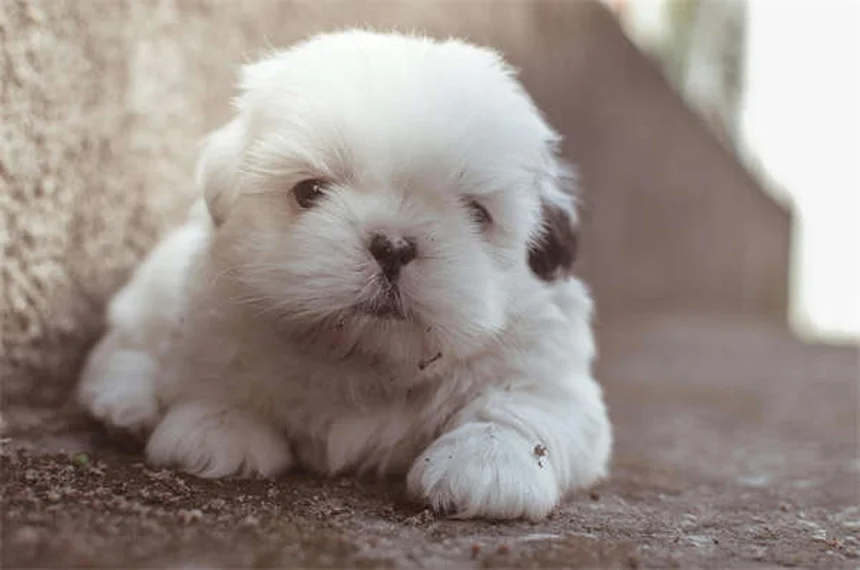 愛犬に最適なキャリーの選び方【プロが教える5つのポイント】