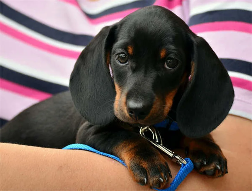 犬のDNA検査キットで分かる3つの健康リスクと選び方