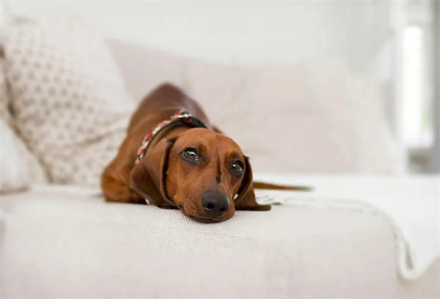 犬と飼い主の性格が似る3つの科学的理由