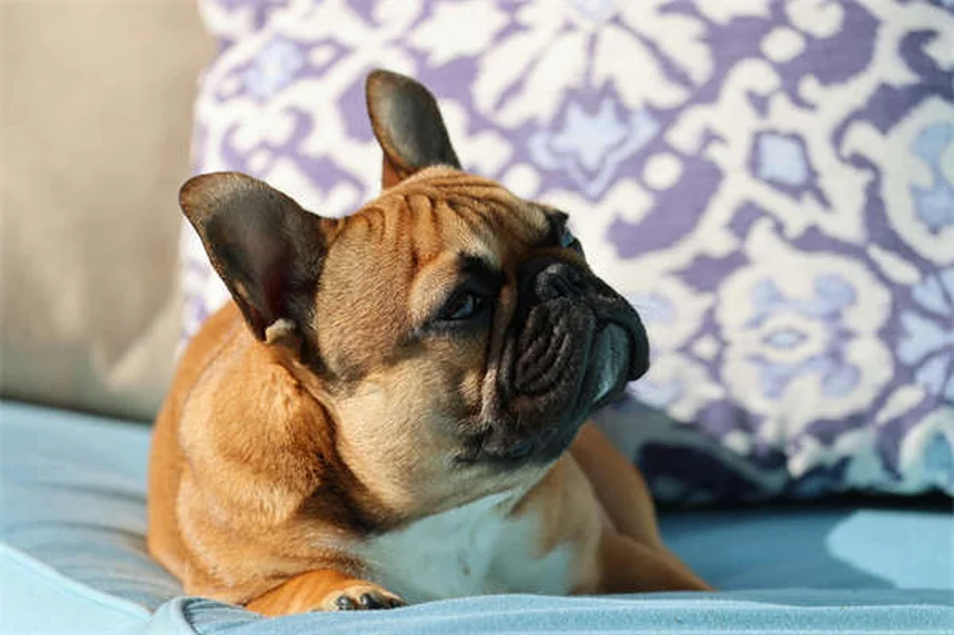 犬と飼い主の性格が似る3つの科学的理由