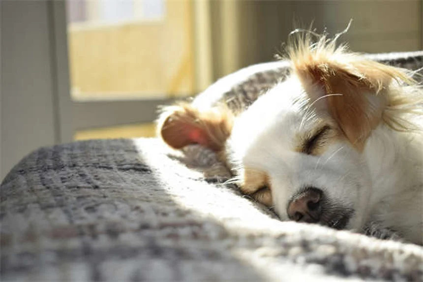 散歩中にリードを引っ張る犬のしつけ方と実践的コツ