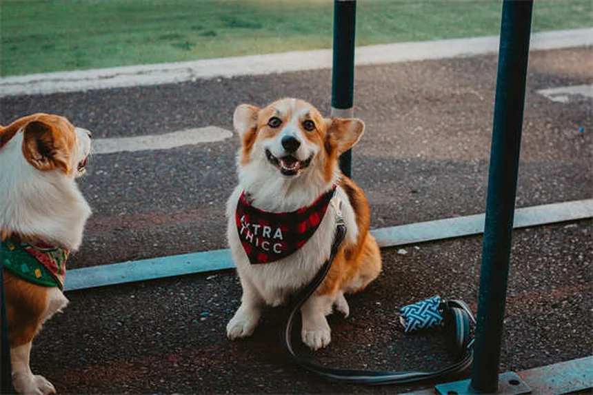 犬の凍傷とは？症状と対処法を獣医師が解説