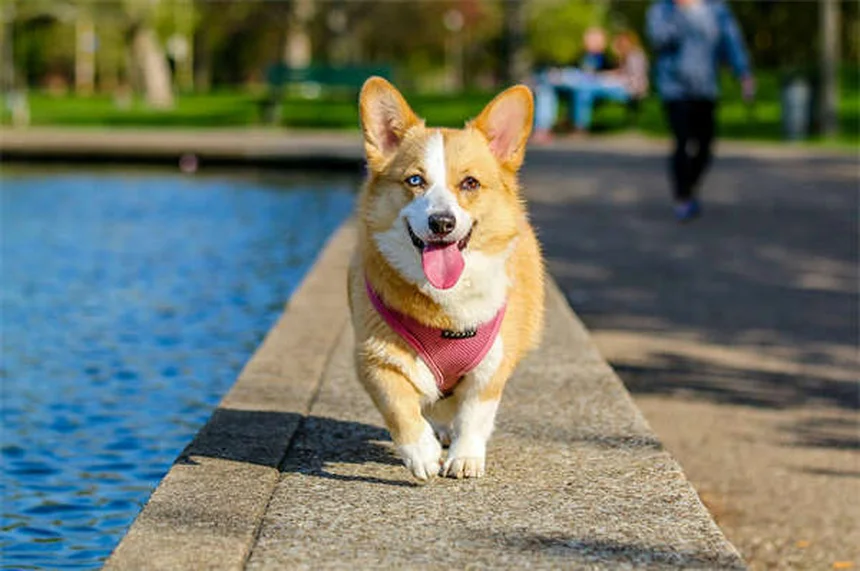 犬のてんかん発作の見分け方と見逃しサインを獣医が解説