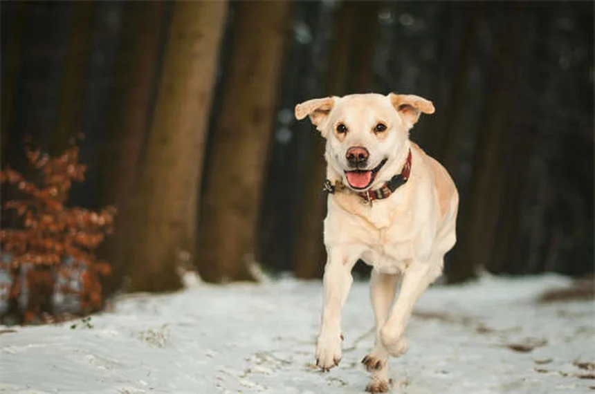 犬のコミュニケーション方法を徹底解説！吠える以外の表現も理解しよう