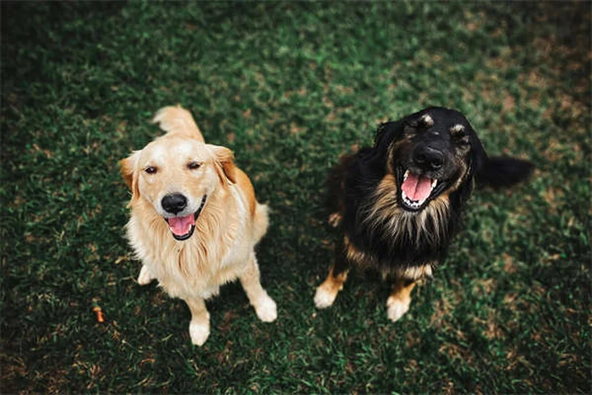 愛犬の適正フード量がわかる！年齢・体重別の正しい与え方ガイド