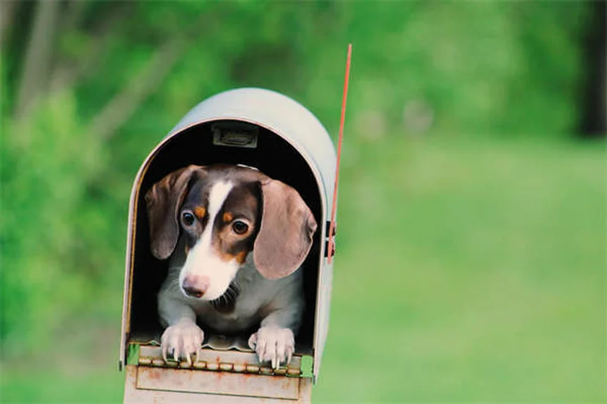 愛犬の健康トラブルに役立つ8つの自宅ケア方法【獣医師監修】