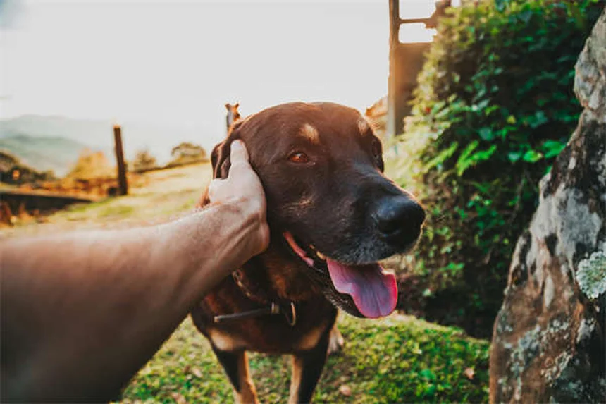 犬のトレーナーになるには？プロが教える10の簡単ステップ