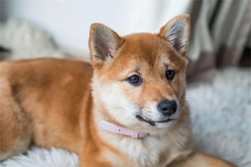 子猫がかかりやすい病気5つと症状、獣医に連れて行くべきサイン