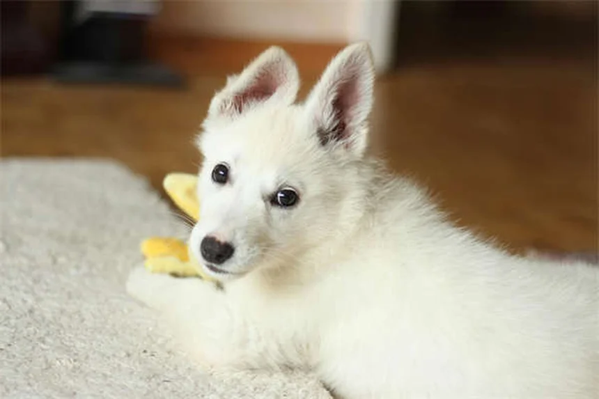 ペットのカルニチンサプリ完全ガイド｜犬猫の心臓病・肥満対策に効果的？
