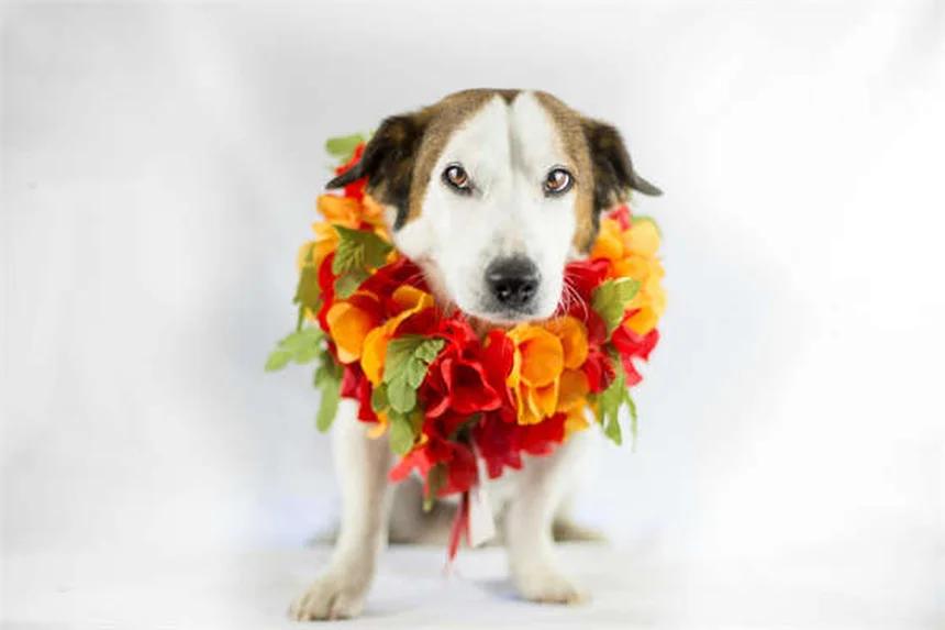 犬の食欲不振対策！獣医が教える5つの食欲増進法