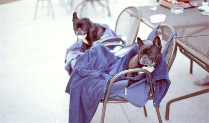 犬猫の歯磨きは必要？プロが教える正しい方法と頻度