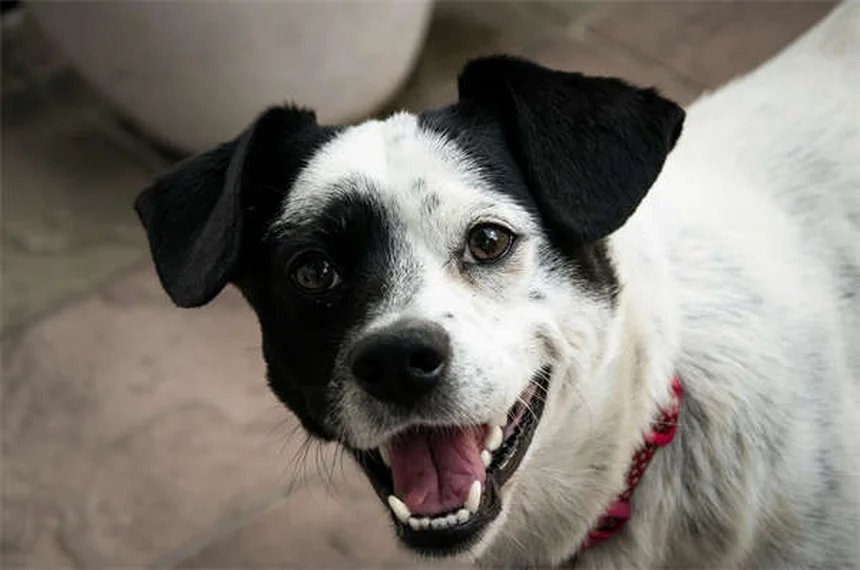 愛犬を確実に呼び戻す方法｜プロが教えるしつけのコツ3選