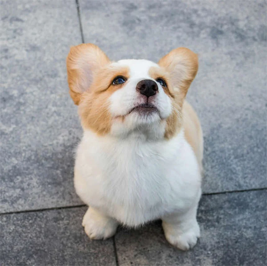 犬のあざの原因と対処法｜突然できるあざは危険サインかも？
