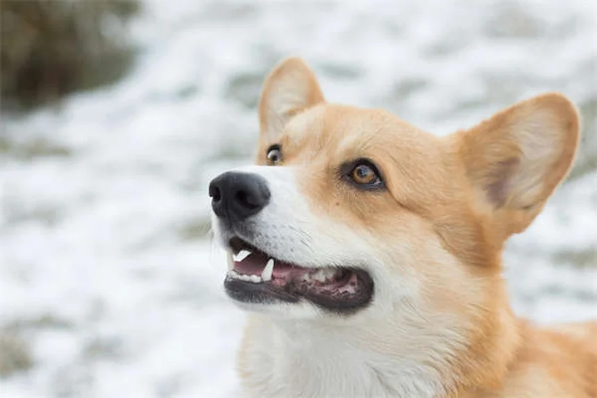 犬の鼻血（エピスタキシス）の原因と対処法【獣医師監修】