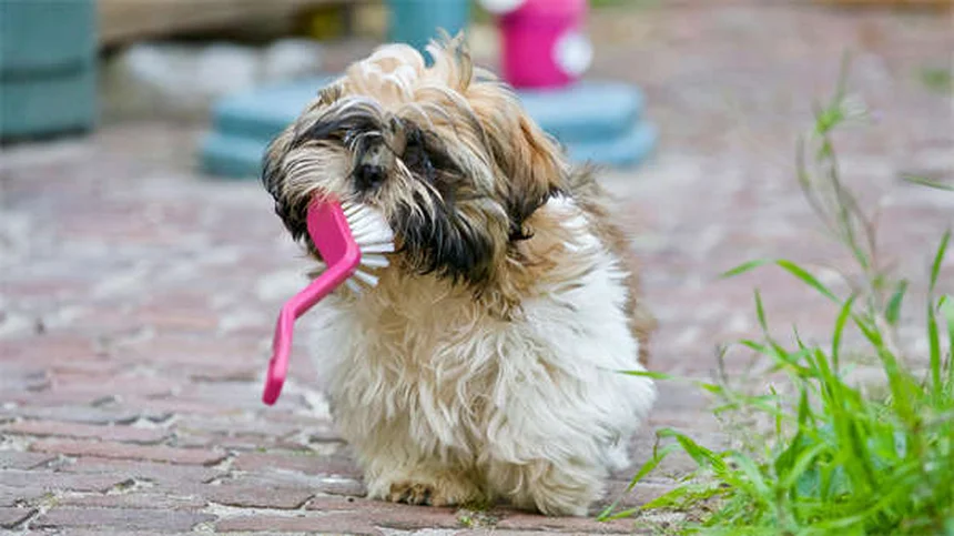 犬のプロバイオティクス効果とは？愛犬の健康を守る5つの驚きのメリット