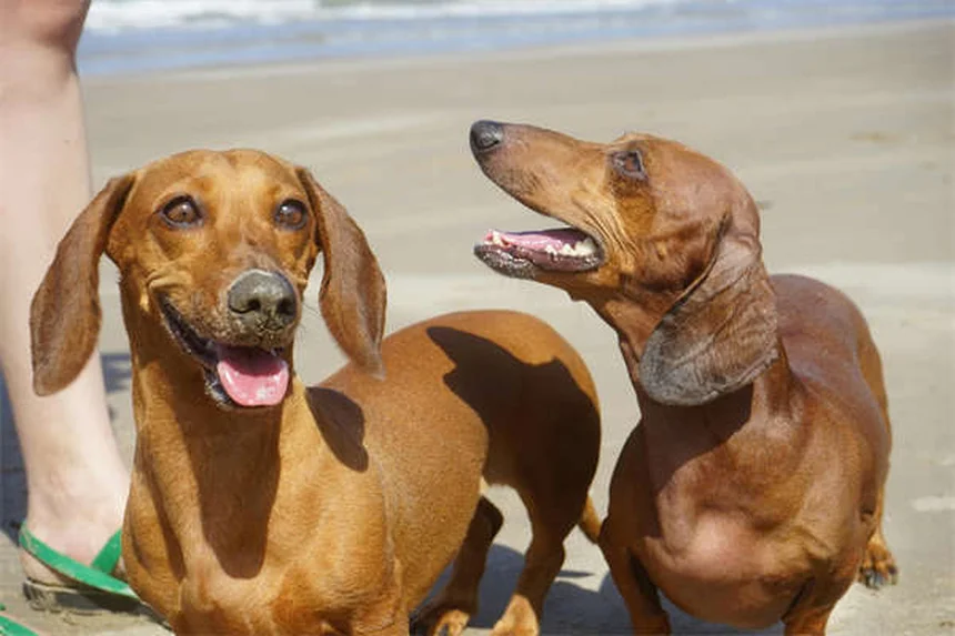 ティーカップ犬の健康リスクと倫理的問題：小さすぎる犬の真実