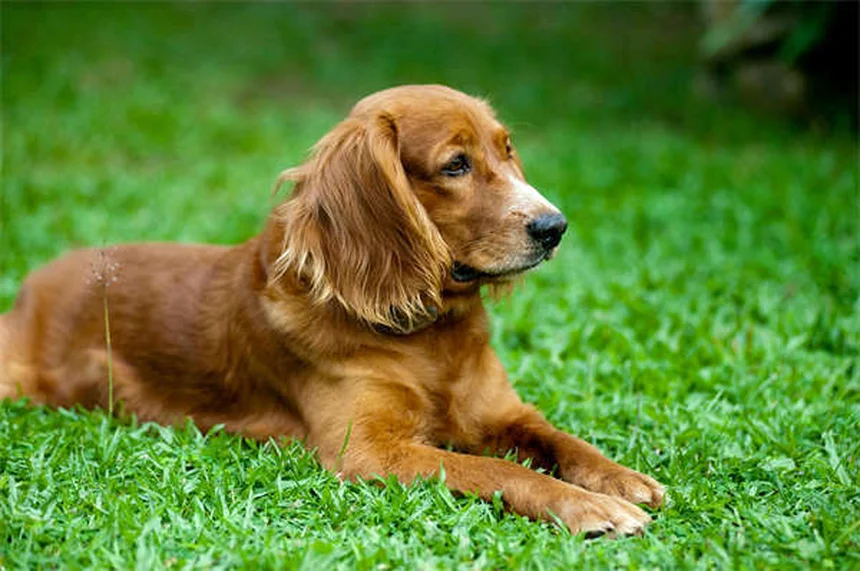 犬の嗅覚がスゴイ理由8選！鼻の秘密を徹底解説