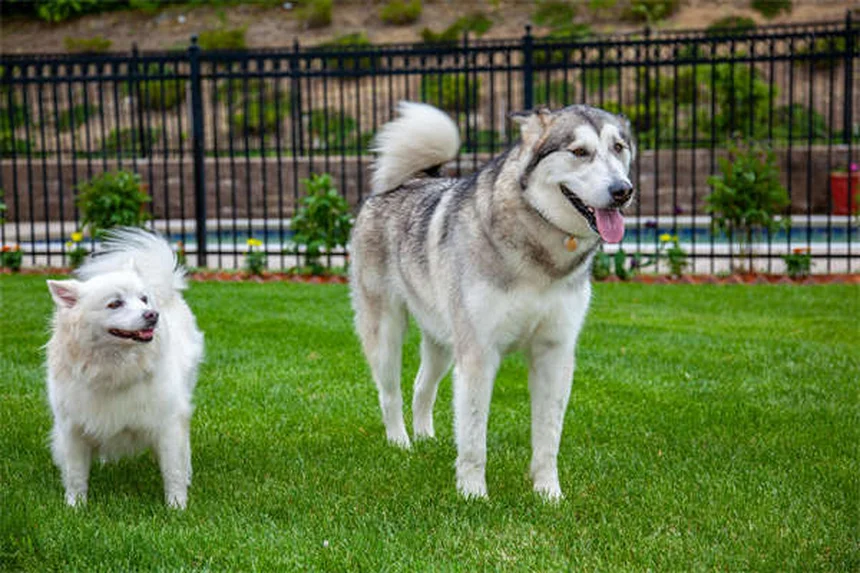 犬の強迫性障害(OCD)とは？症状と対処法を獣医師が解説