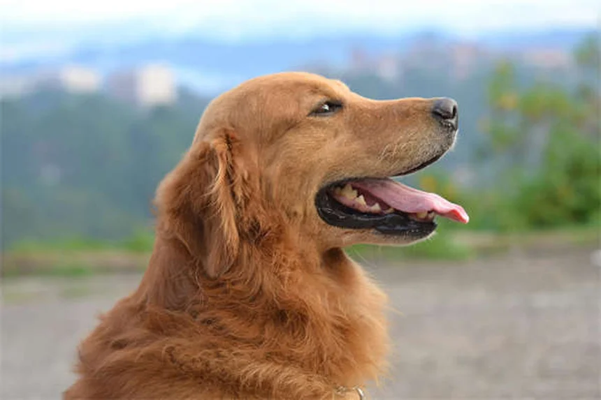 犬のトレーニングがうまくいかない！うっかり再トレーニングを防ぐ3つの対策