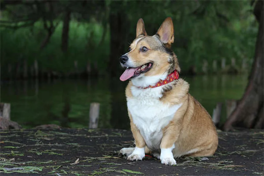 犬が舐める理由と対策｜原因と正しい対処法を解説