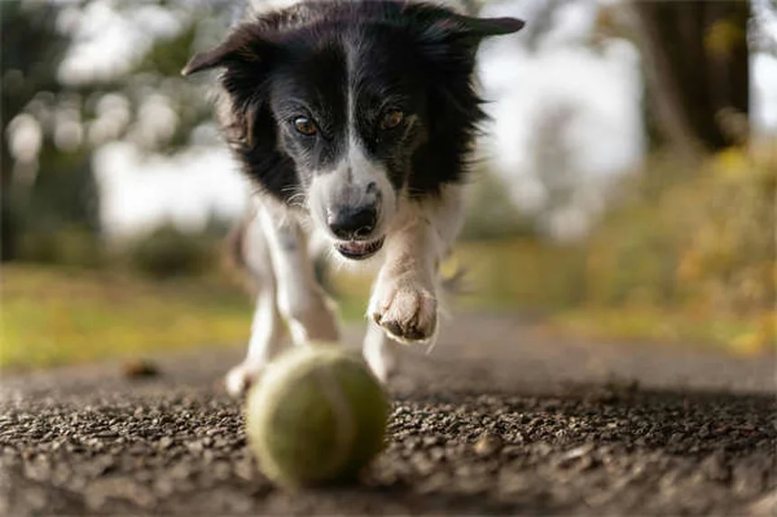 犬が舐める理由と対策｜原因と正しい対処法を解説