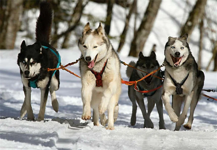 犬の肛門周囲瘻、ドイツシェパードに多い？症状と治療法を解説