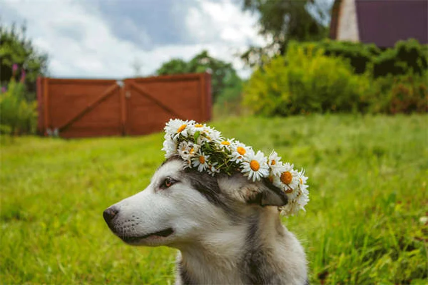犬の肛門周囲瘻、ドイツシェパードに多い？症状と治療法を解説