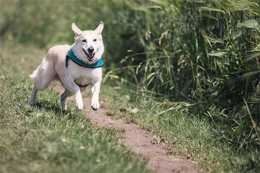 犬の肛門周囲瘻、ドイツシェパードに多い？症状と治療法を解説