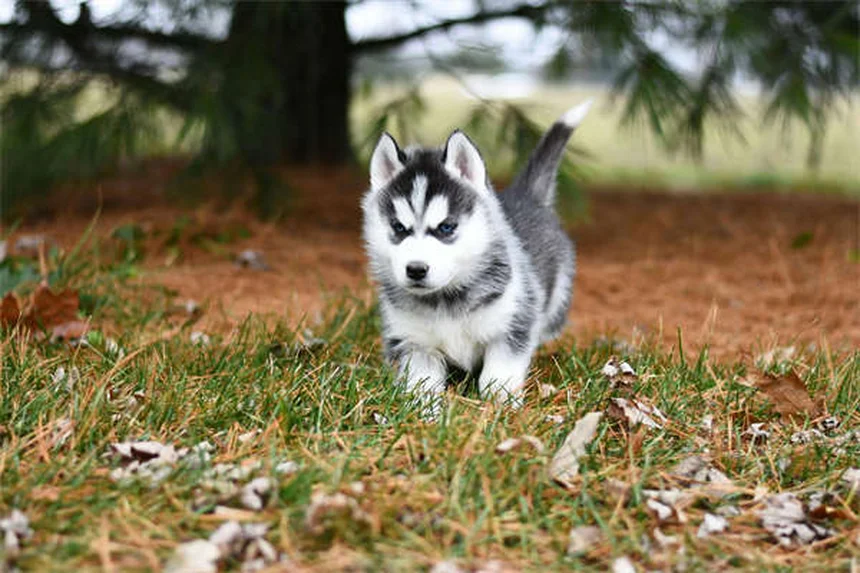 猫や犬の便秘にラクツロース、飼い主さんが知っておきたい5つのポイント