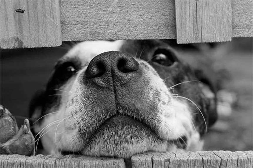 猫や犬の便秘にラクツロース、飼い主さんが知っておきたい5つのポイント